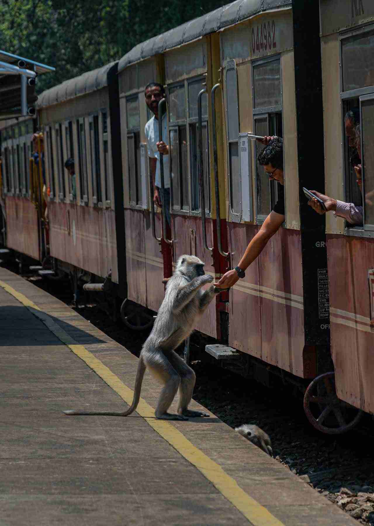 Timber Train Shimla